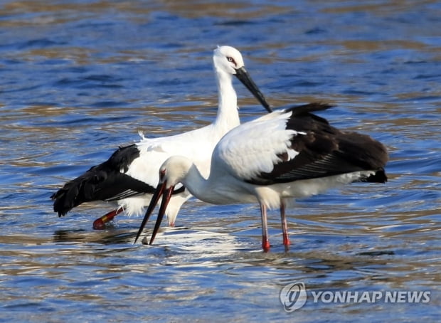 한일 우정 상징했던 황새 '강릉이' 일본서 죽은 채 발견