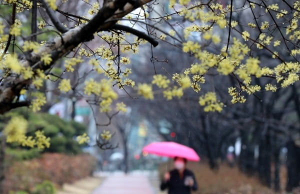 비가 내린 지난 12일 대전 서구 도로변에 핀 산수유 아래로 시민들이 우산을 쓰고 지나고 있다. /사진=뉴스1