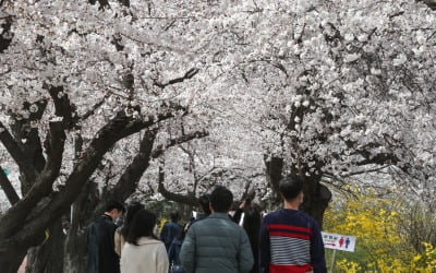 벚꽃 구경인파 막아라…여의도한강공원 주차장 주말 폐쇄