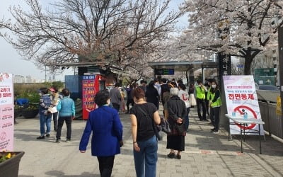 윤중로 막자 길 건너 벚꽃길 인산인해…주말 방역 '초비상'