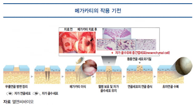 [파이프라인 아카이브] 엘앤씨바이오 ‘메가카티’