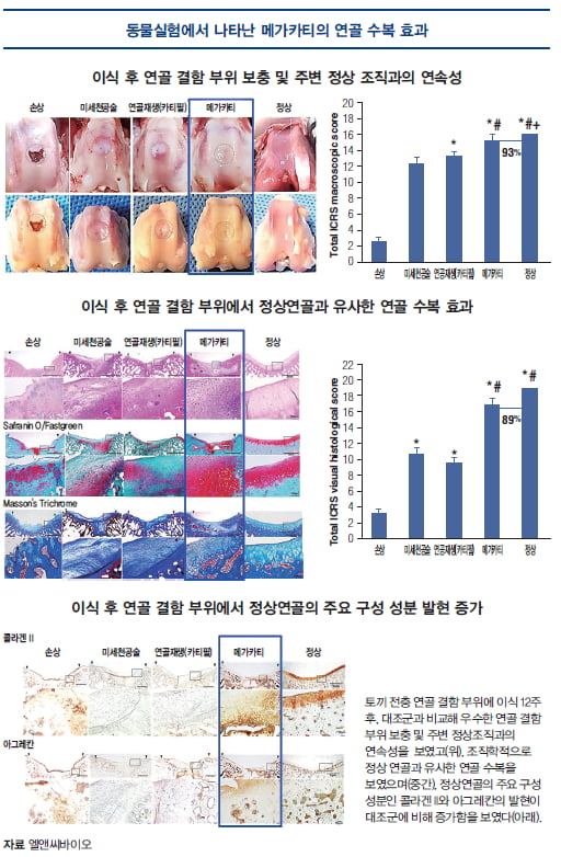 [파이프라인 아카이브] 엘앤씨바이오 ‘메가카티’