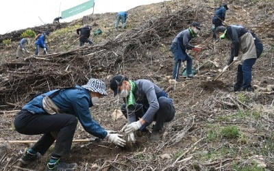 포스코, 호주 BHP와 평창숲 복원 사업 첫 삽 뜨다