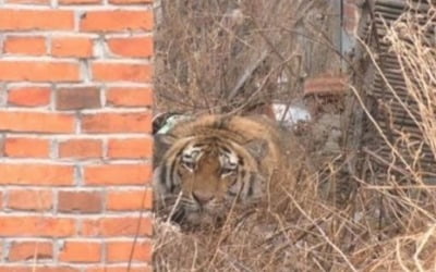 밭에서 일하다 물렸는데…정신 차려보니 225kg 호랑이