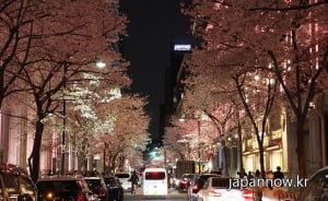  벚꽃 만개한 도쿄 나이트 투어