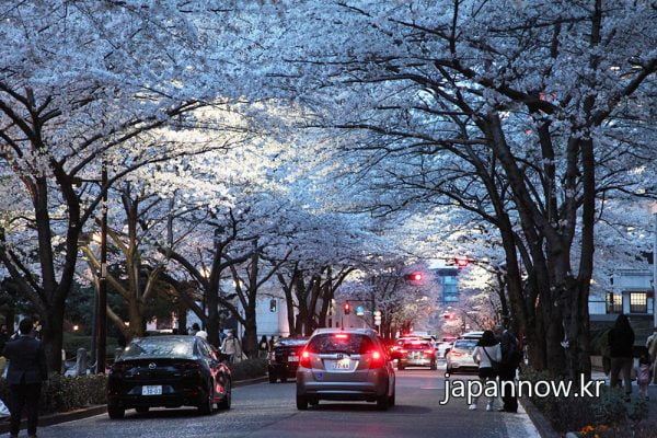 [JAPAN NOW] 벚꽃 만개한 도쿄 나이트 투어