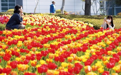 [포토] '튤립천국' 울산…어디서 찍어도 인생샷