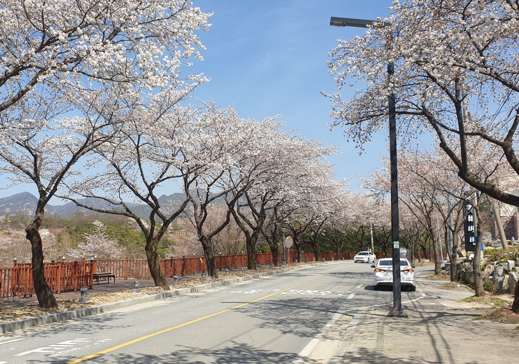 '벚꽃 명소' 제천 물태리 3∼4일 이틀간 거리두기 의무화