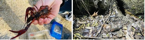 충북 청주서도 '생태계 교란' 미국가재 첫 발견…14마리 포획