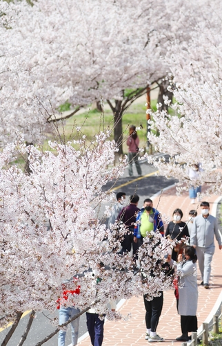 [사진톡톡] 벚꽃 여행(?) 떠나실래요?