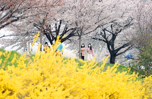 [사진톡톡] 벚꽃 여행(?) 떠나실래요?