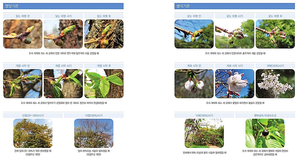 벚꽃·단풍 절정 발표 제각각…국립수목원 기준 마련