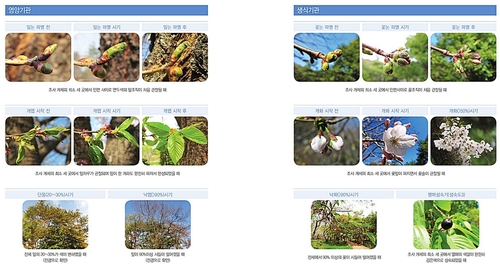 벚꽃·단풍 절정 발표 제각각…국립수목원 기준 마련(종합)
