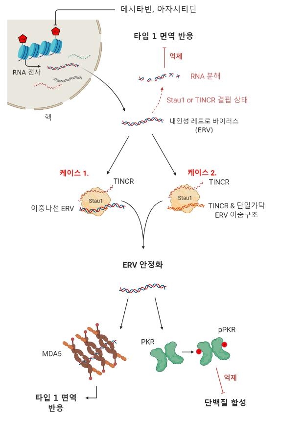 '백혈병 항암제에 효과 없는' 환자 유전자로 가려낸다