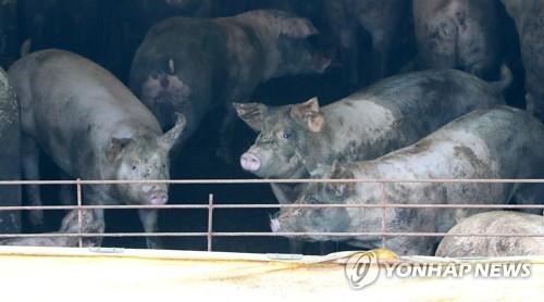 "돈사는 더 멀리"…옥천군의회 가축사육 제한 확대 추진