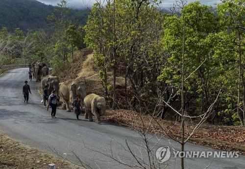 코로나로 관광객 뚝, 태국 코끼리들에겐 희소식 '고향 돌아가요'