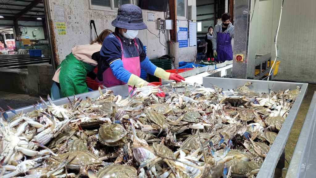 '알 꽉 찬' 봄 꽃게 풍어…진도 서망항 1일 15t 위판