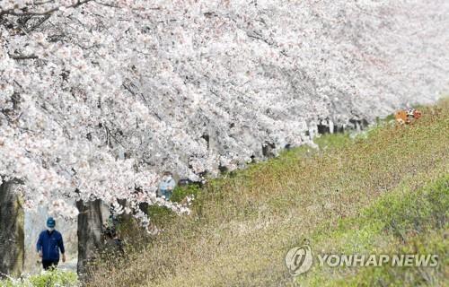 오랜만에 맑고 포근한 주말…전국 명소마다 북적