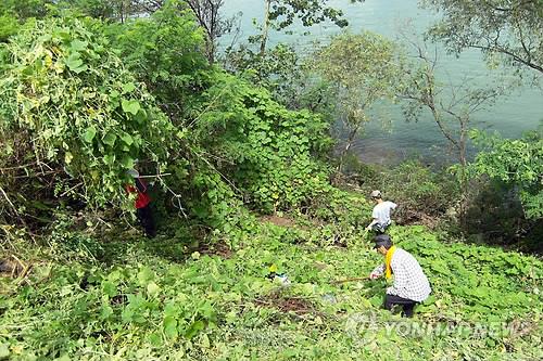 춘천 생태계 교란 식물 축구장 182배 확산…제거 추진