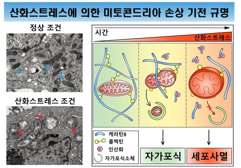 "세포골격 단백질 구조 안정화하면 손상 미토콘드리아 회복"