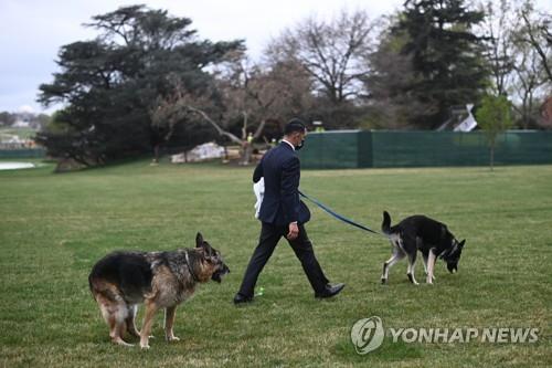 두 달간 두 번 사고친 바이든 반려견…또다시 훈련소로