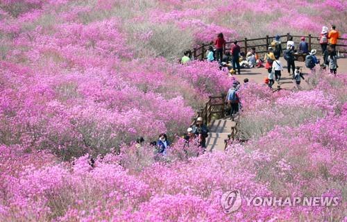 축제 취소에도 비슬산 참꽃 관람객 몰려 달성군 '곤혹'