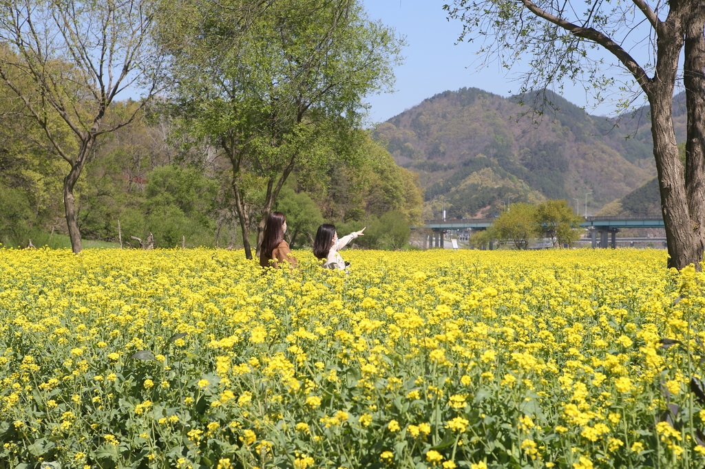 [픽! 옥천] 금강변 유채꽃의 향연…봄향기 가득