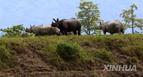 멸종위기 네팔 코뿔소의 컴백…100여 마리 번식 성공