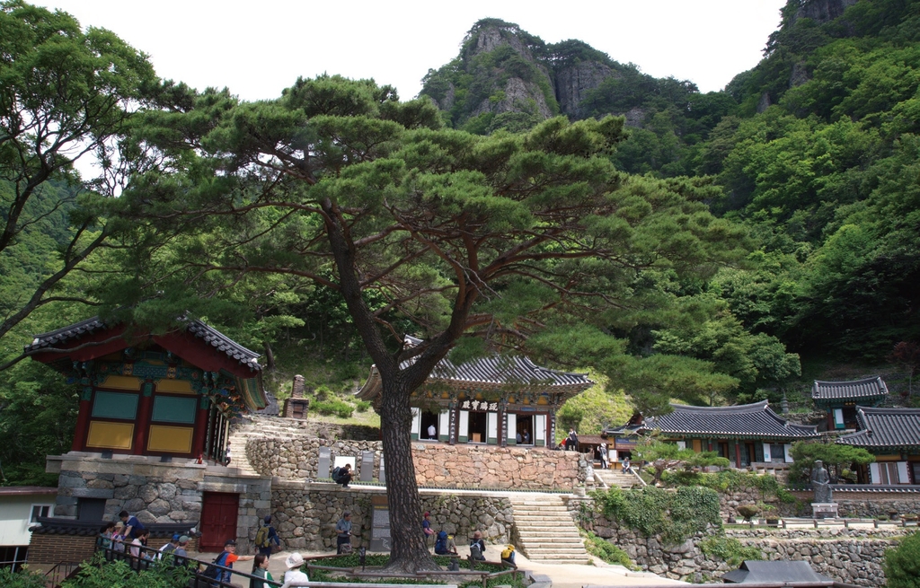 경북 보호수에 얽힌 이야기 발굴…관광 자원화