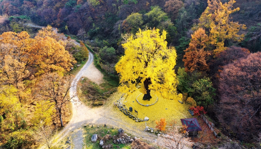 경북 보호수에 얽힌 이야기 발굴…관광 자원화