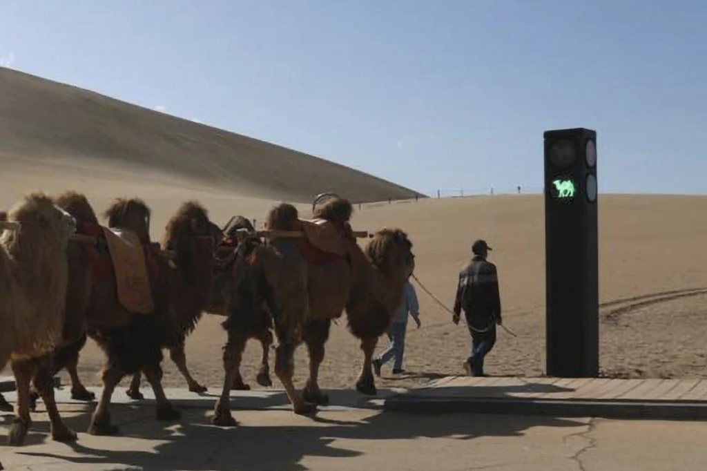 중국 둔황 인근 사막 관광지에 '낙타 신호등' 등장