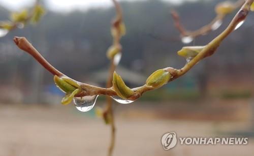 강원 동해안에 잦은 단비…산불 위험 감소·식수원 수위 상승