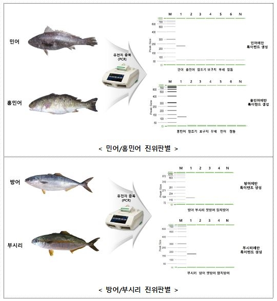 "방어야, 부시리야?"…식품원료 판별하는 '유전자 분석법' 배포