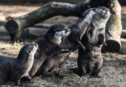 미국 동물원서 수달 코로나19 확진…"무증상 직원에게서 감염"