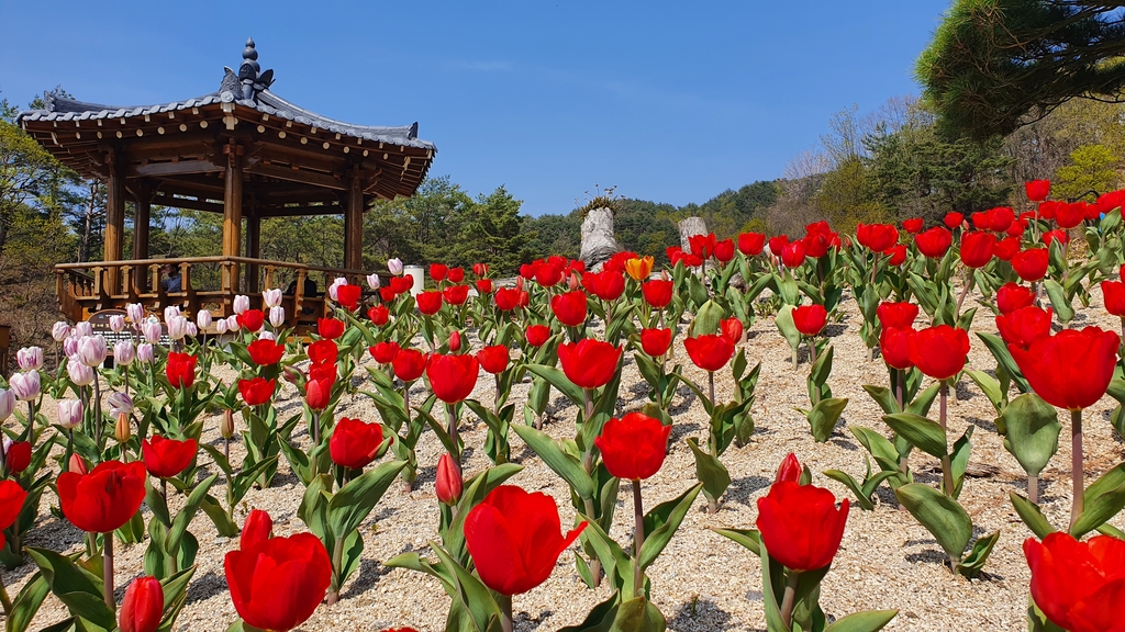 '6만 송이 튤립이 활짝'…양구수목원 봄꽃축제 열어