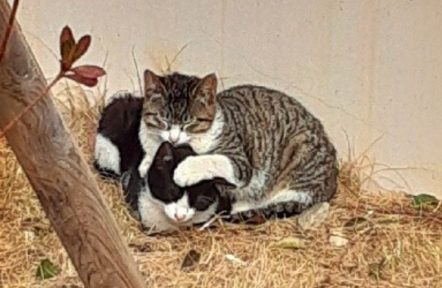 창원 아파트서 한 달 새 새끼고양이 학대 잇따라