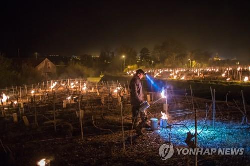 때아닌 한파로 프랑스 와인농가 울상…"수확량 30% 감소 예상"