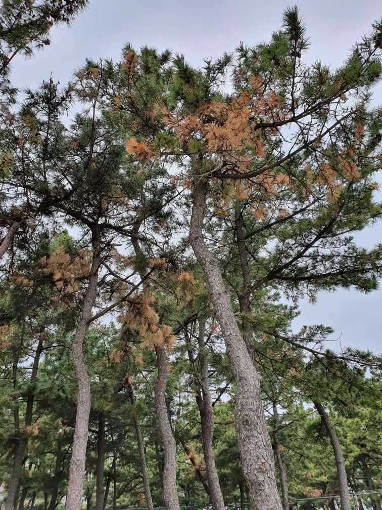 속초해변 소나무서 피목가지마름병 발생…긴급 방제