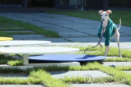 '눈치 보지 마시개'…전북, 반려동물 동반 여행지로 뜬다