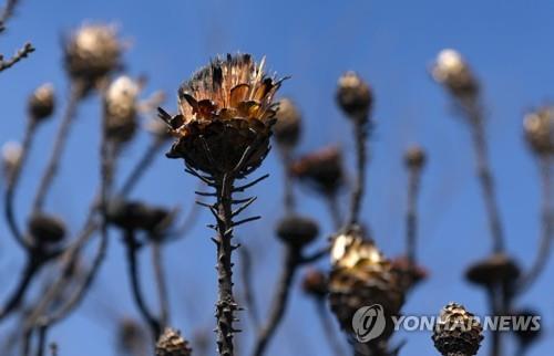 [샵샵 아프리카] 케이프타운 테이블마운틴 산불의 명암