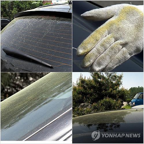 '코끝 간질이는 누런 먼지'…황사 이어 송홧가루 뒤덮인 봄