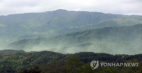 '코끝 간질이는 누런 먼지'…황사 이어 송홧가루 뒤덮인 봄