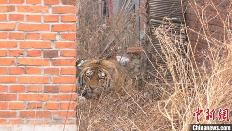 호랑이에 물린 중국인 인터뷰…"뭔지도 모르고 물렸다"