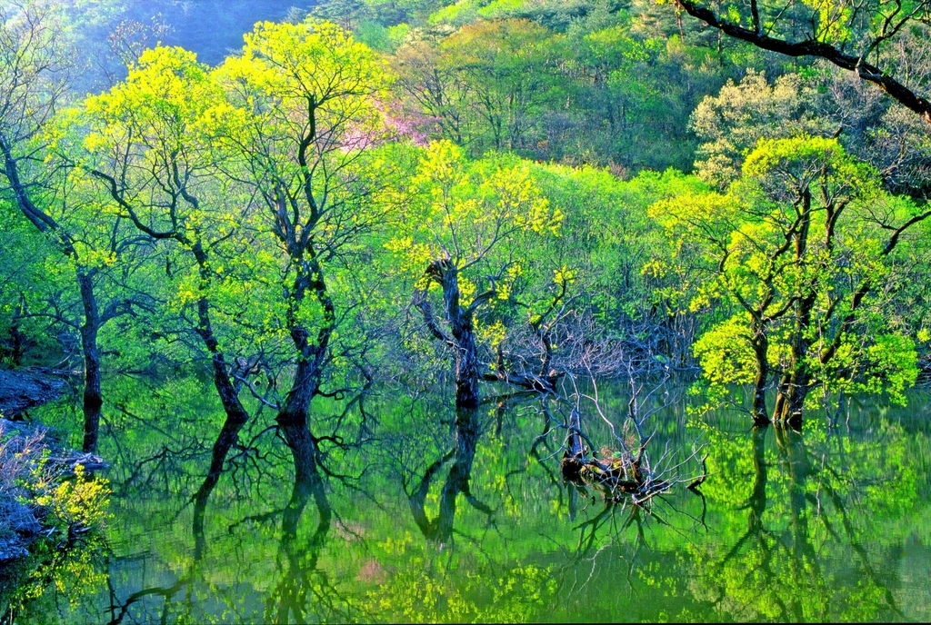 '산소 카페' 청송군 청정 환경 보존 위해 다방면 노력