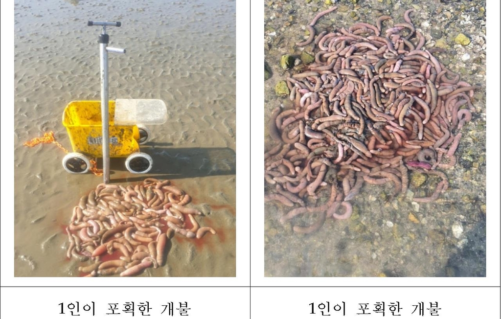 개불 씨 말리는 '빠라뽕', 어업인도 못 쓴다…본격 단속