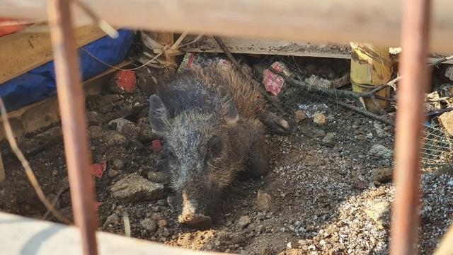 '멧돼지 흑마술' 사건에 인도네시아 '시끌'…경찰 "혹세무민"
