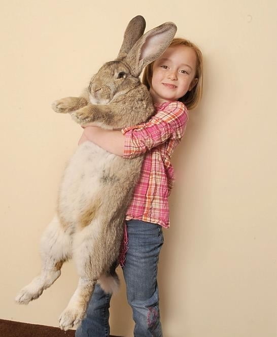사라진 `129cm` 세계 최대 토끼..."찾으면 154만원 드려요"