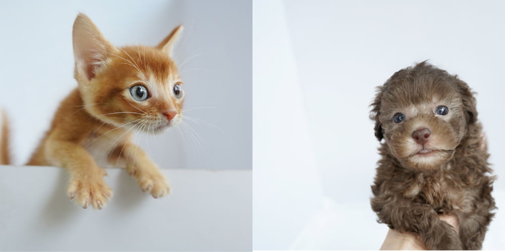 고양이분양 전문 애견샵 `미유펫` 24시간 고객상담 서비스 구축
