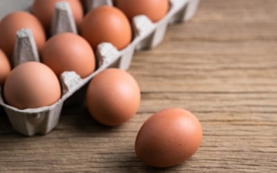 계란 가격 조기 안정 위해 수입물량 확대