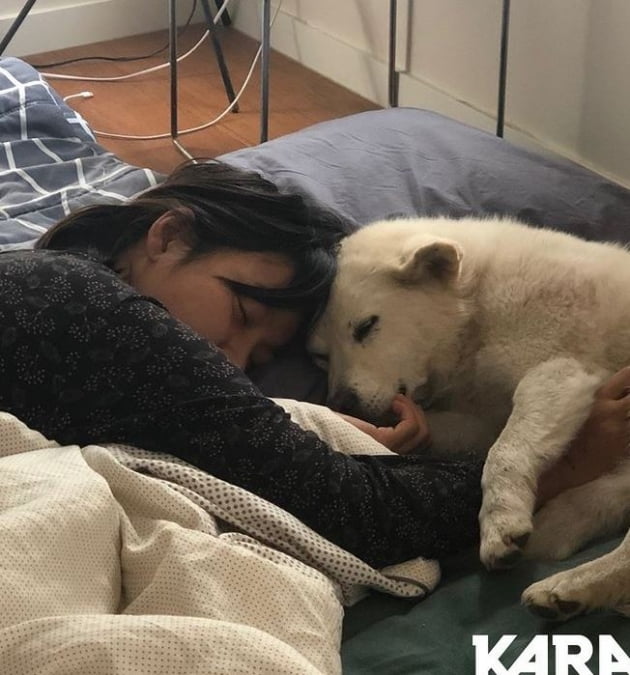 /사진=동물권행동 카라(KARA) 공식 인스타그램